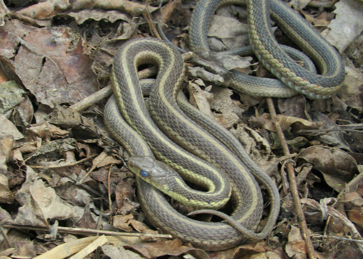 Eastern Garter Snakes